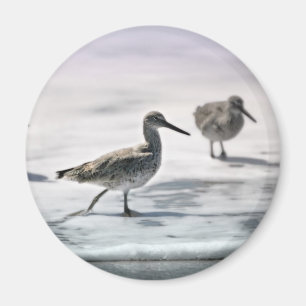 Imán Pieles de arena