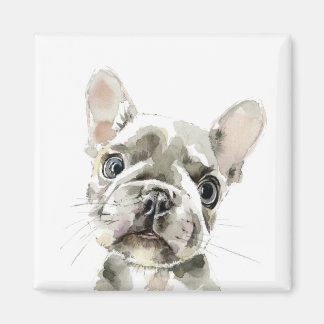 Imán Pierre, cachorro de Bulldog francés