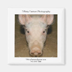 Imán Pieza de promoción de cerdos