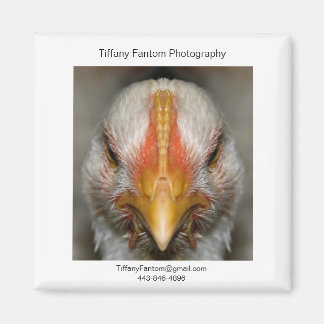 Imán Pieza de promoción de pollo