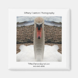 Imán Pieza Swan Promo