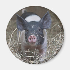 Imán Piglet en la paja