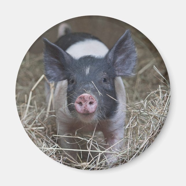 Imán Piglet en la paja (Frente)