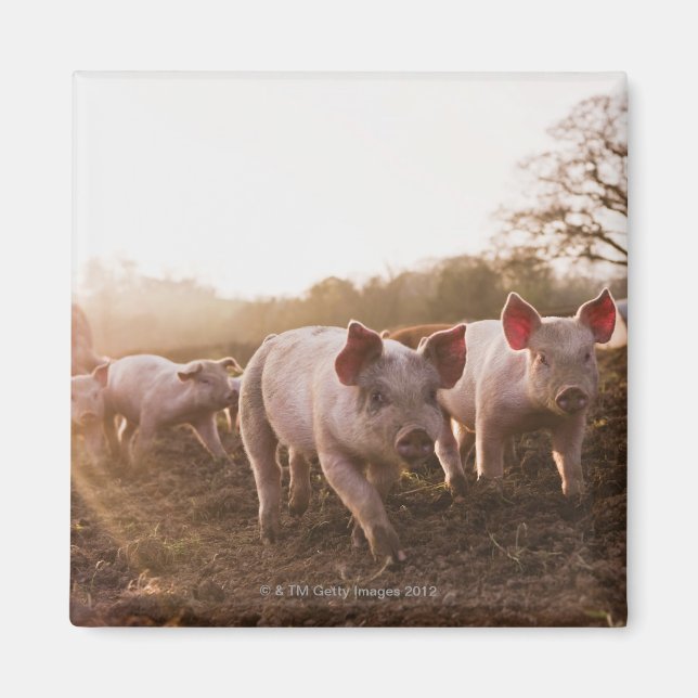 Imán Piglets de Barnyard (Frente)