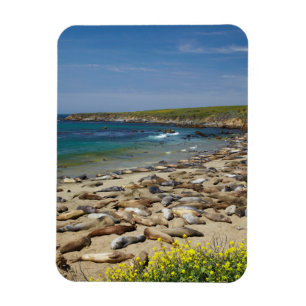 Imán Pila de focas elefantes