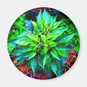 Imán pimienta morada