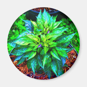 Imán pimienta púrpura del pequin