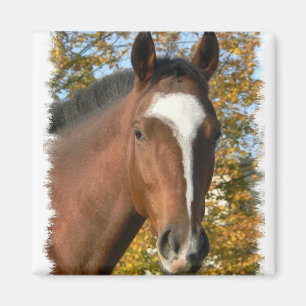 Imán Pin cuarto del cuadrado del caballo