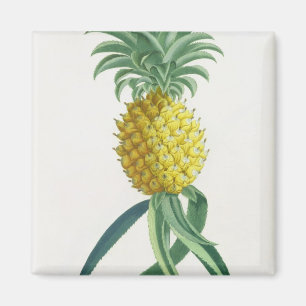 Imán Piña grabada por Juan Jacobo Haid (1704-67)