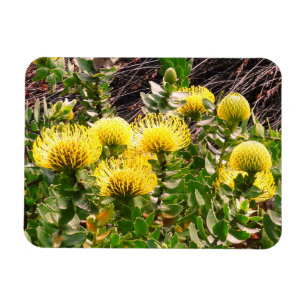 Imán Pincushion Ave Amarillo Nodding #1 Magnate