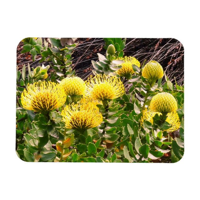 Imán Pincushion de cabeceo Ave Amarillo #1 Magnet (Horizontal)