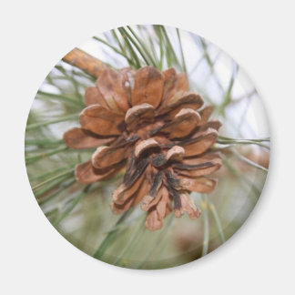Imán Pine Cone