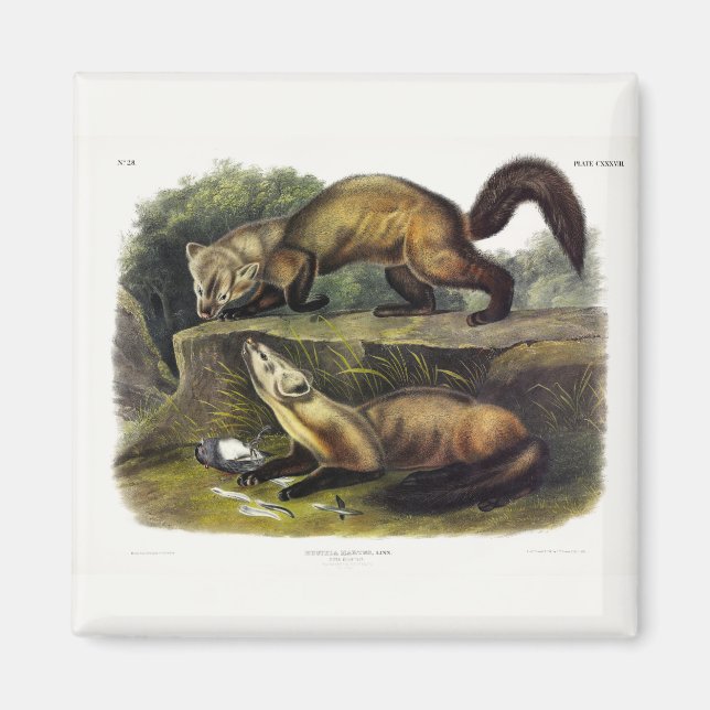 Imán Pine Marten (Mustela Martes) Norteamericano (Frente)
