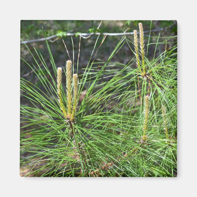 Imán Pine Needles por Kenneth Yoncich (Frente)