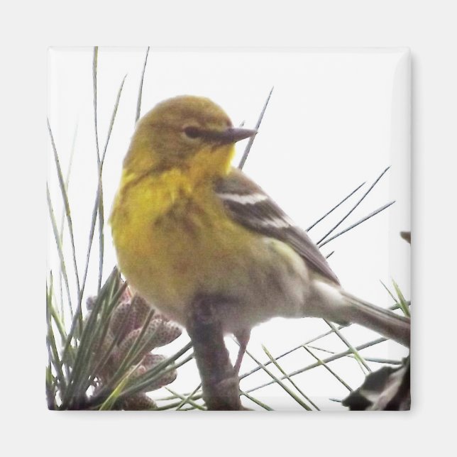 Imán Pine Warbler Magnet (Frente)