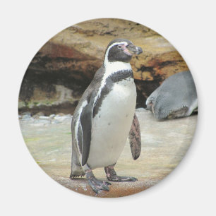 Imán Pingüino
