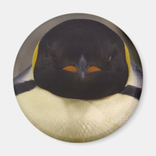 Imán Pingüino