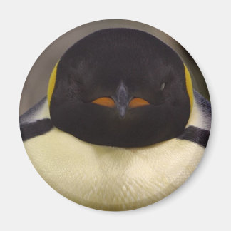 Imán Pingüino