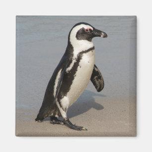 Imán Pingüino Africano Caminando