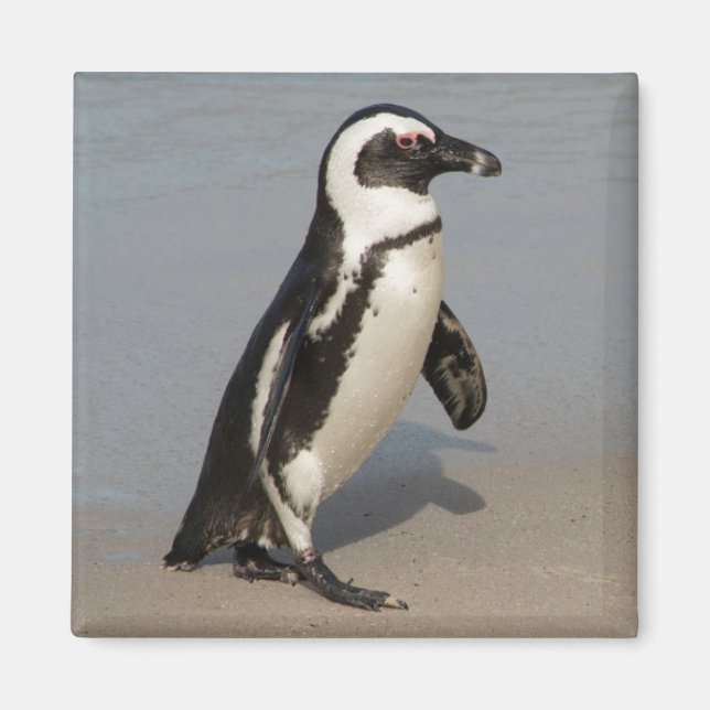 Imán Pingüino Africano Caminando (Frente)