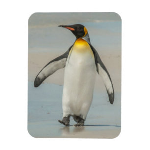 Imán Pingüino caminando en la playa
