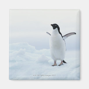Imán Pingüino de Adelie, la Antártida