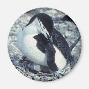 Imán Pingüino de Chinstrap