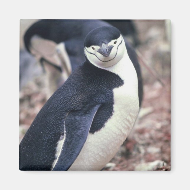 Imán Pingüino de Chinstrap con bebé (Frente)