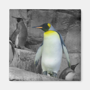 Imán Pingüino de emperador