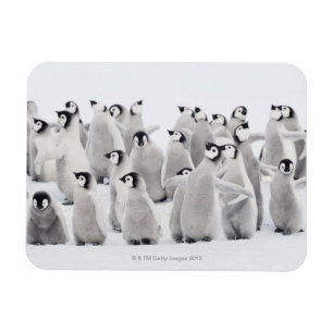 Imán Pingüino de emperador