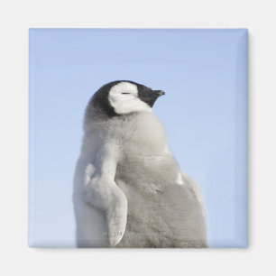 Imán Pingüino de emperador del bebé, isla de la colin
