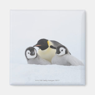 Imán Pingüino de emperador (forsteri del Aptenodytes) 