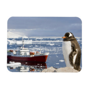 Imán Pingüino de Gentoo