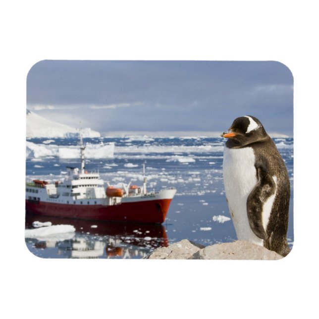 Imán Pingüino de Gentoo (Horizontal)