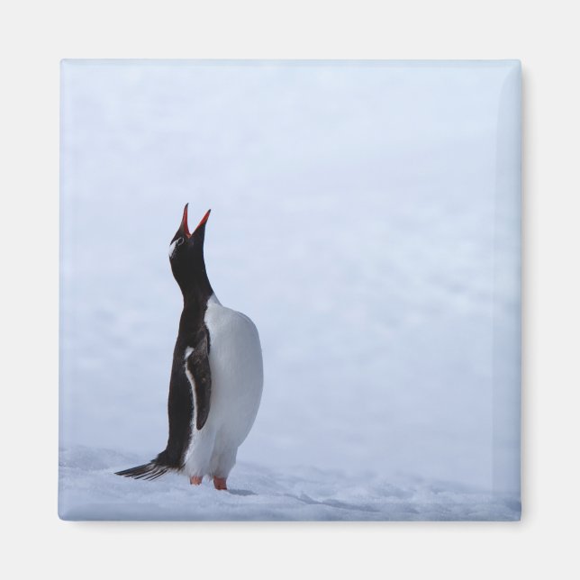Imán Pingüino de Gentoo (Frente)