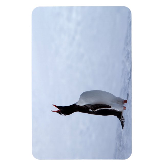 Imán Pingüino de Gentoo (Vertical)