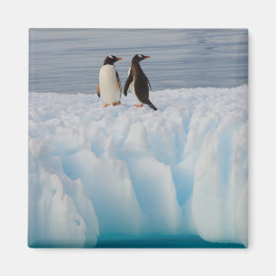 Imán pingüino de gentoo, Pygoscelis Papua, en hielo gla