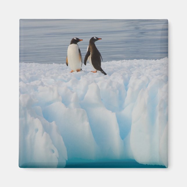 Imán pingüino de gentoo, Pygoscelis Papua, en hielo gla (Frente)