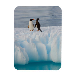 Imán pingüino de gentoo, Pygoscelis Papua, en hielo gla