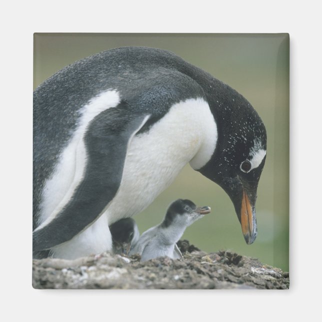 Imán Pingüino de Gentoo, (Pygoscelis papua), Islas Malv (Frente)