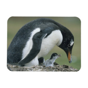 Imán Pingüino de Gentoo, (Pygoscelis papua), Islas Malv