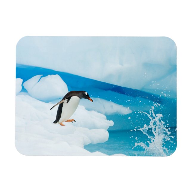 Imán pingüino de gentoo, Pygoscelis Papua, saltando (Horizontal)