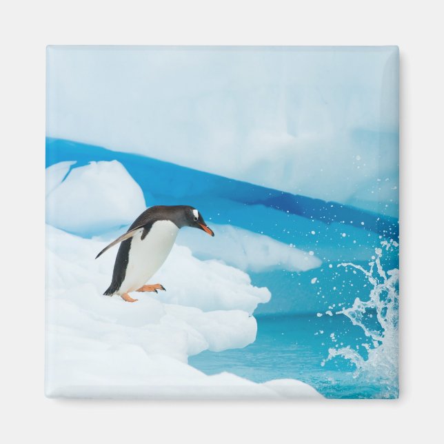 Imán pingüino de gentoo, Pygoscelis Papua, saltando (Frente)