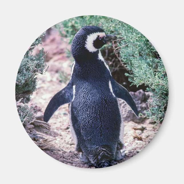 Imán Pingüino de Magallanes en Península Valdés - Argen (Frente)