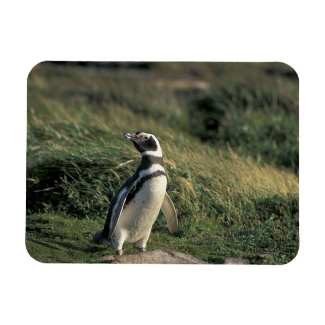 Imán Pingüino de Magallanes (Spheniscus magellanicus), (Horizontal)