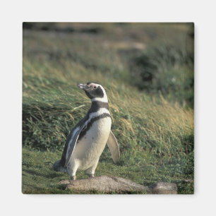 Imán Pingüino de Magallanes (Spheniscus magellanicus),