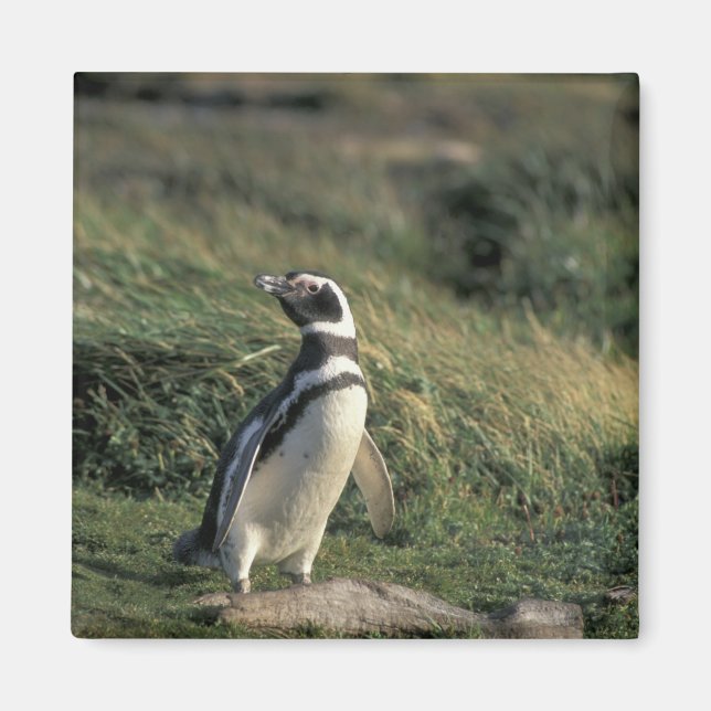 Imán Pingüino de Magallanes (Spheniscus magellanicus), (Frente)