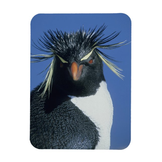 Imán Pingüino de Rockhopper (crisoven de los Eudyptes) (Vertical)
