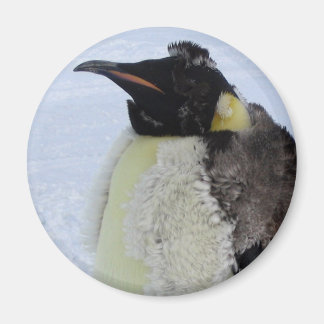 Imán Pingüino del emperador moldeador