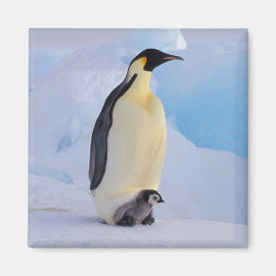 Imán Pingüino Emperador   Aptenodytes